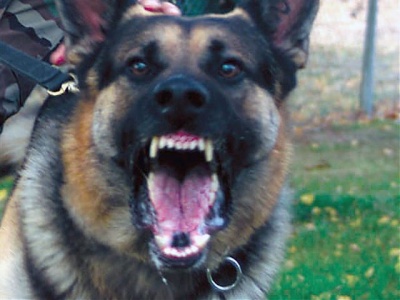 Asesoría Gratuita con los Mejores Abogados Cercas de Mí de Lesiones por Mordidas de Perro o Mascotas en Chicago IL